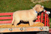 AKC Registered Golden Retriever Puppy For Sale Male Sammie Millersburg, Ohio