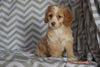 Cockapoo Puppy For Sale Millersburg Ohio Suzie Female