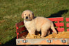 AKC Registered Golden Retriever Puppy For Sale Male Nicky Millersburg, Ohio