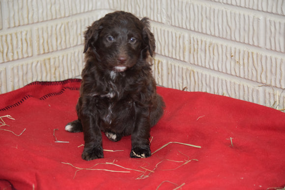 Aussiedoodle For Sale Sugarcreek Ohio Male Alfred