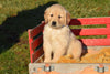 AKC Registered Golden Retriever Puppy For Sale Male Nicky Millersburg, Ohio