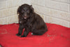 Aussiedoodle For Sale Sugarcreek Ohio Male Alfred