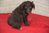 Aussiedoodle For Sale Sugarcreek Ohio Male Alfred