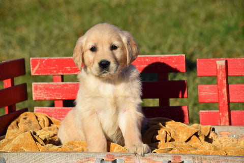 AKC Registered Golden Retriever Puppy For Sale Female Ellie Millersburg, Ohio