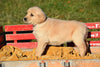 AKC Registered Golden Retriever Puppy For Sale Female Ellie Millersburg, Ohio