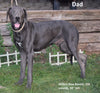 AKC Registered Great Dane For Sale Baltic Ohio Female Maggie