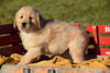 AKC Registered Golden Retriever Puppy For Sale Male Willy Millersburg, Ohio