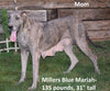 AKC Resgisterd Great Dane For Sale Baltic Ohio Chloe Female