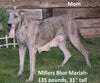 AKC Registered Great Dane For Sale Baltic Ohio Harley Male