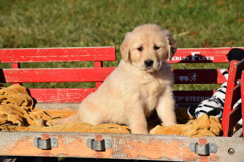 AKC Registered Golden Retriever Puppy For Sale Female Callie Millersburg, Ohio