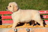 AKC Registered Golden Retriever Puppy For Sale Male Toby Millersburg, Ohio