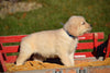 AKC Registered Golden Retriever Puppy For Sale Male Toby Millersburg, Ohio