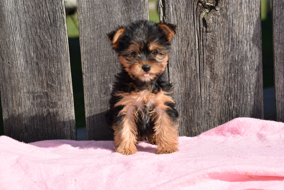 ACA Registered Yorkshire Terrier Puppy For Sale Female Daisy Millersburg, Ohio