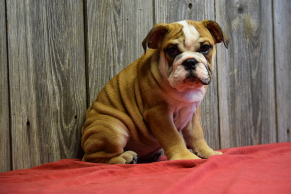 AKC Registered English Bulldog For Sale Fresno Ohio Female Akiah