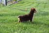 Torkie - (Toy Fox Terrier-Yorkie) For Sale Millersburg Ohio Female Coco