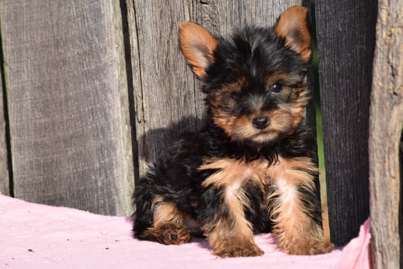 ACA Registered Yorkshire Terrier Puppy For Sale Male Dewy Millersburg, Ohio