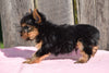 ACA Registered Yorkshire Terrier Puppy For Sale Male Dewy Millersburg, Ohio