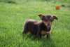 Torkie - (Toy Fox Terrier-Yorkie) For Sale Millersburg Ohio Female Coco