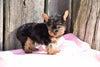 ACA Registered Yorkshire Terrier Puppy For Sale Male Dewy Millersburg, Ohio