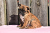 ACA Registered English Bulldog Puppy For Sale Female Megan Millersburg, Ohio