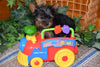 ACA Yorkshire Terrier For Sale Millersburg Ohio Male Tiny Tim