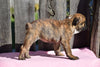 ACA Registered English Bulldog Puppy For Sale Female Megan Millersburg, Ohio
