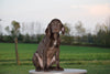 AKC Registered German Shorthaired Pointer For Sale Ohio Cooper Male