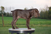 AKC Registered German Shorthaired Pointer For Sale Ohio Cooper Male