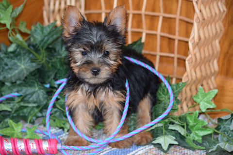 ACA Yorkshire Terrier For Sale Millersurg Ohio Male Tony