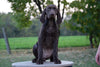 AKC Registered German Shorthaired Pointer For Sale Ohio Jake Male