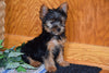ACA Yorkshire Terrier For Sale Millersurg Ohio Male Tony