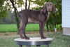 AKC Registered German Shorthaired Pointer For Sale Ohio Jake Male