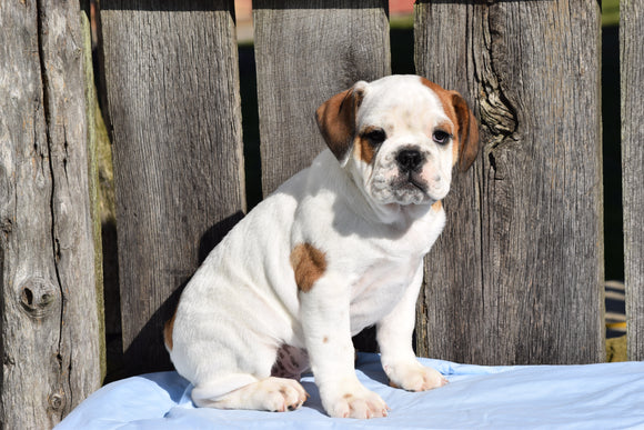 ACA Registered English Bulldog Puppy For Sale Male Max Millersburg, Ohio