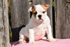 ACA Registered English Bulldog Puppy For Sale Female Morgan Millersburg, Ohio