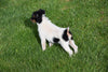 Torkie - (Toy Fox Terrier-Yorkie) For Sale Millersburg Ohio Male Charlie