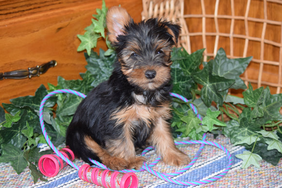 ACA Yorkshire Terrier For Sale Millersburg Ohio Male Terry