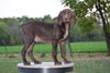 AKC Registered German Shorthaired Pointer For Sale Ohio Mason