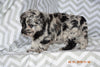 Blue Merle Miniature Labradoodle Female Jewel  Millersburg Ohio