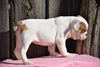 ACA Registered English Bulldog Puppy For Sale Female Morgan Millersburg, Ohio