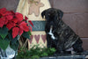 UKC Registered Presa Canario Puppy For Sale Female Robin Fresno, Ohio