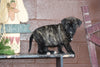 UKC Registered Presa Canario Puppy For Sale Female Robin Fresno, Ohio