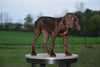 AKC Registered German Shorthaired Pointer For Sale Ohio Mack Male