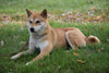 ACA Registered Shiba Inu For Sale Millersburg Ohio Red Female Sheba