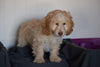 Cockapoo Puppy For Sale Millersburg Ohio Russel Male