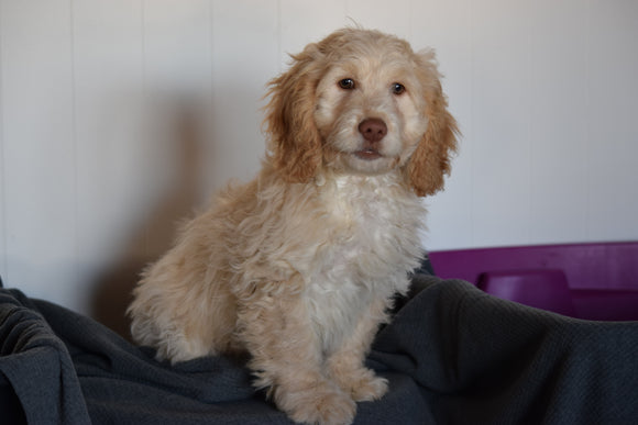 Cockapoo Puppy For Sale Millersburg Ohio Russel Male