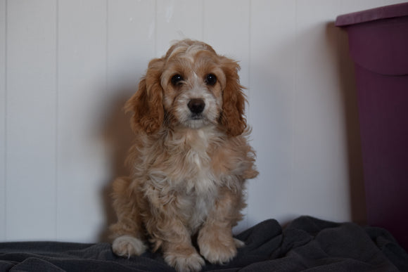 Cockapoo Puppy For Sale Millersburg Ohio Plum Female