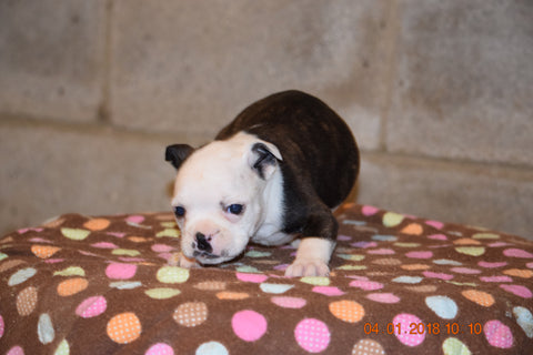 Boston Terrier English Bulldog Puppy For Sale Butler Ohio Lady Female