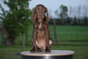 AKC Registered German Shorthaired Pointer For Sale Ohio Mack Male