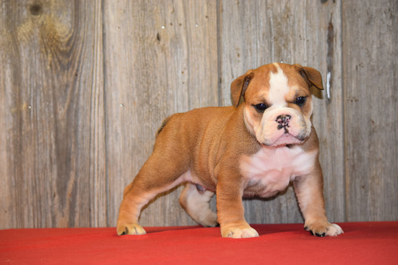 AKC Registered English Bulldog For Sale Fresno Ohio Male Bruno