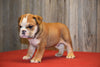 AKC Registered English Bulldog For Sale Fresno Ohio Male Bruno